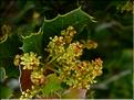 quercus_coccifera1081