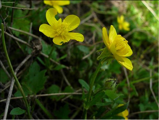 ranunculus_sardous1070