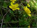 ranunculus_sardous1070