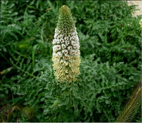 reseda_alba2_1160