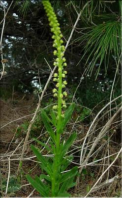 reseda_luteola2_1124