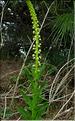 reseda_luteola2_1124