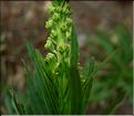 reseda_luteola1064
