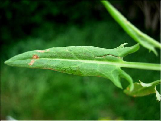 rumex_intermedius1196