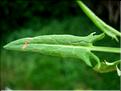 rumex_intermedius1196