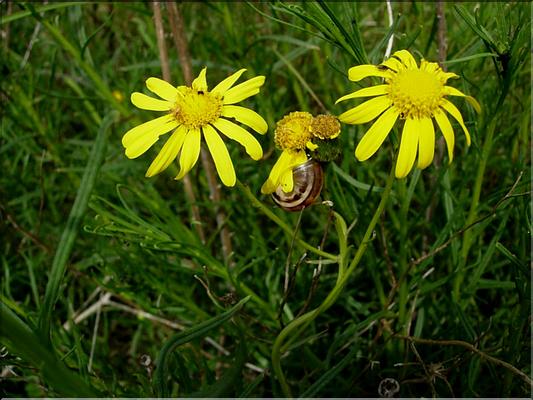 senecio_inaequidens1156