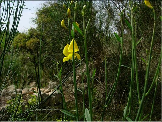 spartium_junceum1091