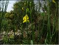spartium_junceum1091