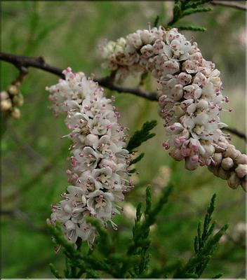 tamarix_gallica2_1159