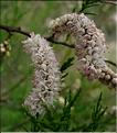 tamarix_gallica2_1159