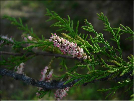 tamarix_gallica1039