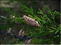 tamarix_gallica1039