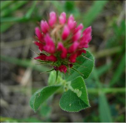 trifolium_incarnatum1068
