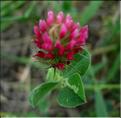 trifolium_incarnatum1068