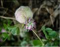 trifolium_tomentosa1182