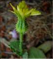 urospermum_picroides1063