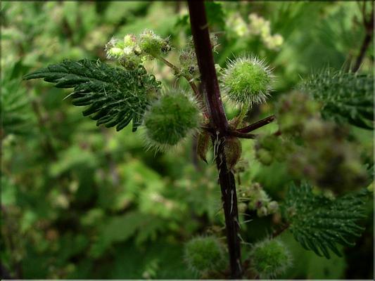 urtica_pilulifera1104