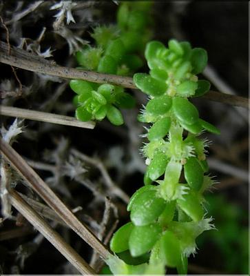 valantia_muralis2_1057