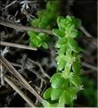 valantia_muralis2_1057