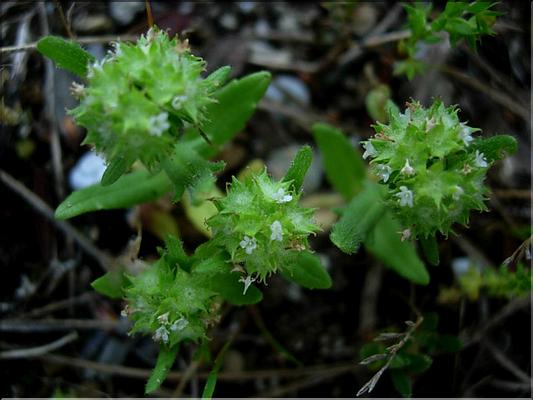 valerianella_discoidea21056