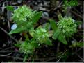 valerianella_discoidea21056