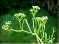 valerianella_microcarpa1197