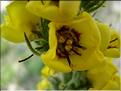 verbascum_boheravi1172