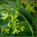 vincetoxicum_hirundinaria11
