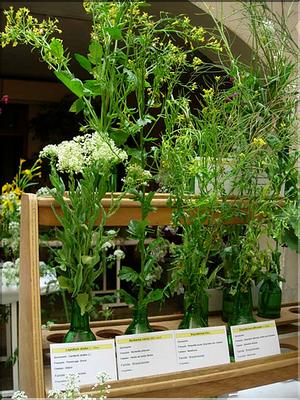 brassicaceae1552