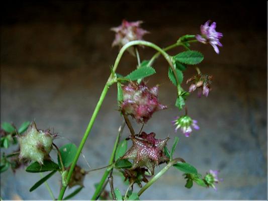 trifolium_resupinatum_1507