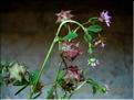 trifolium_resupinatum_1507