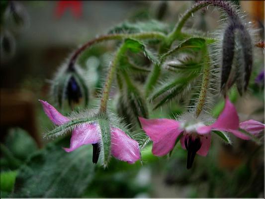 borago_officinalis_1482