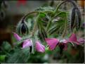 borago_officinalis_1482