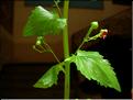 scrophularia_peregrina_1486