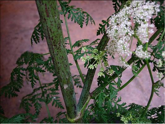conium_maculatum_1475