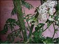 conium_maculatum_1475