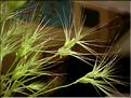 aegilops_ovata_1481