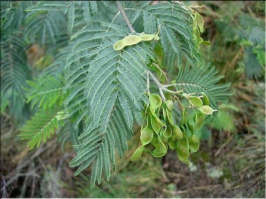 acacia_dealbata
