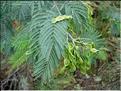 acacia_dealbata