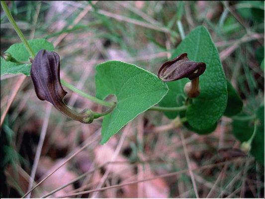 aristolochia_pistolochia
