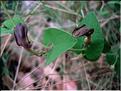 aristolochia_pistolochia