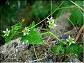 bryonia_dioica