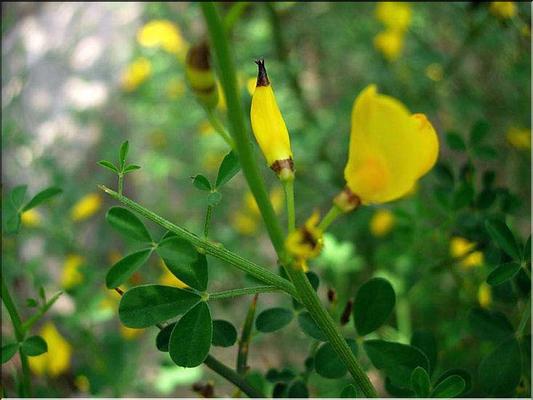 calicotome_spinosa
