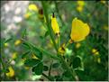 calicotome_spinosa