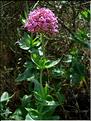 centranthus_ruber