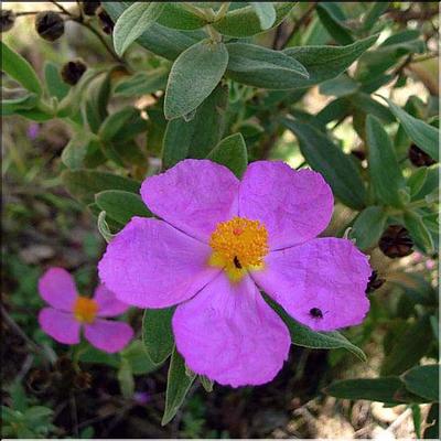 cistus_albidus
