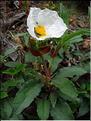 cistus_laurifolius