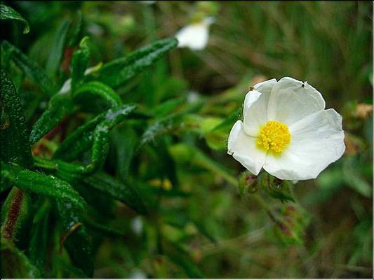 cistus_monspeliensis