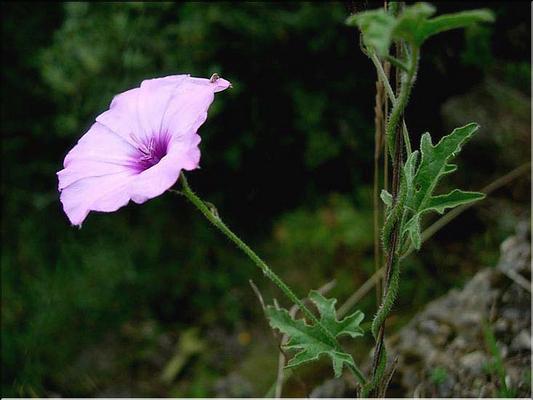 convolvulus_althaeioides