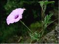 convolvulus_althaeioides